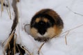 Norwegian lemming, an arctic wild animal in the snow looking for food. Wild scowl of a Norwegian lemming. Khibiny
