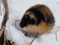 Norwegian lemming, an arctic wild animal in the snow looking for food. Wild scowl of a Norwegian lemming. Khibiny