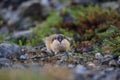 Norwegian lemming, Jotunheimen, Norway