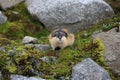 Norwegian lemming, Jotunheimen, Norway