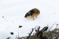 Norwegian lemming on snow Royalty Free Stock Photo