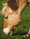 Norwegian mare closeup head Royalty Free Stock Photo