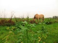 Norwegian mare on gravel road Royalty Free Stock Photo