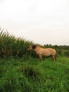 Norwegian mare grazing in the corn field Royalty Free Stock Photo