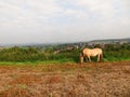 Norwegian mare grazes on field Royalty Free Stock Photo