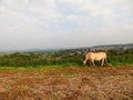 Norwegian mare grazes on field Royalty Free Stock Photo