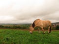 Norwegian mare grazing next to a field in a meadow Royalty Free Stock Photo