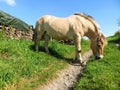 Norwegian mare grazing on a road Royalty Free Stock Photo