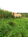 Norwegian mare grazing in the corn field Royalty Free Stock Photo