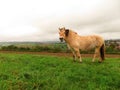 Norwegian mare looks up while grazing Royalty Free Stock Photo