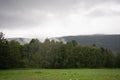 Norwegian mountain fjord landscape overgrown with green conifers, in the foreground a meadow with green freshly cut grass and Royalty Free Stock Photo