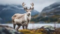 Norwegian Nature: A Majestic Reindeer In A Serene Landscape