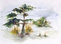 Norwegian pine on a hilltop