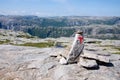 Norwegian red T hiking sign