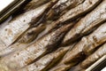 Norwegian sardines in can Royalty Free Stock Photo