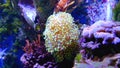 Norwegian sea anemone, latin Actiniaria, with colorful coral reef fish in an zoological garden