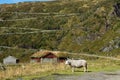 Norwegian sheep near house on serpentine road Royalty Free Stock Photo