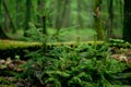 Norwegian spruce juvenile trees closeup