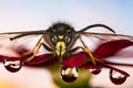 Norwegian Wasp, Eusocial Wasp, Wasp, Dolichovespula norwegica