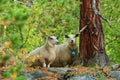 Norwegian white sheep