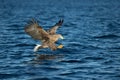 White-tailed Eagle Hunting Royalty Free Stock Photo