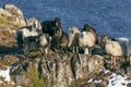 Norwegian wild sheep, grazing on the rocks of the coast