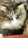 Norwegians forest cat Royalty Free Stock Photo