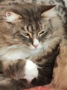 Norwegians forest cat Royalty Free Stock Photo