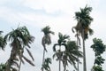 Norwesters or the Kalbaishakhi Wind blowing through Palm trees. Windy day weather just before rain in early monsoon season. Royalty Free Stock Photo