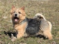 Norwich Terrier Royalty Free Stock Photo