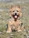 Norwich Terrier