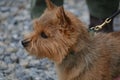 Norwich Terrier dog one of the smallest working terrier.