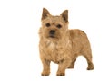 Norwich terrier dog standing isolated on white background