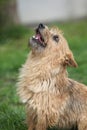 Norwich terrier in the garden