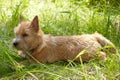 Norwich Terrier on green grass in the garden