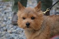 Norwich Terrier dog one of the smallest working terrier.