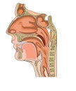 Nose anatomy Royalty Free Stock Photo