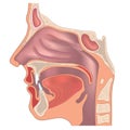 Nose anatomy Royalty Free Stock Photo