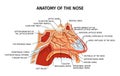 Nose Anatomy Flat Diagram Royalty Free Stock Photo