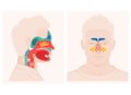 Nose anatomy cross section diagram showing soft palate paranasal sinuses elements flat vector illustration Royalty Free Stock Photo