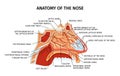 Nose Anatomy Flat Diagram