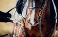 The nose of a bay horse with a white groove on the muzzle. Dressage horse Royalty Free Stock Photo