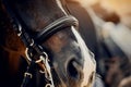 The nose of a bay horse with a white groove on the muzzle. Dressage horse Royalty Free Stock Photo