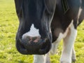 Nose of a black and white cow looking at the camera Royalty Free Stock Photo