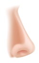 Nose body part illustration