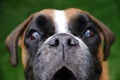 Nose of boxer dog brown and white