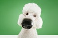 Nose on camera. Fish eye. Purebred white dog, beautiful poodle isolated on green studio background