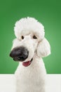 Nose on camera. Fish eye. Purebred white dog, beautiful poodle isolated on green studio background