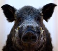 Nose and canines on face of wild boar snout