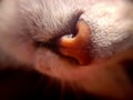 Nose of cat